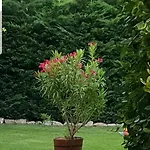 Fuered Deluxe Garden Apartman *