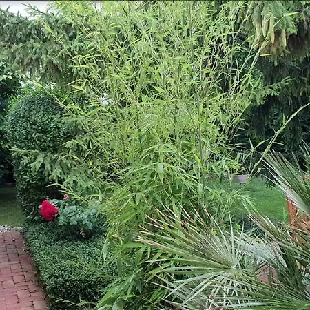 Fuered Deluxe Garden 巴拉顿菲赖德