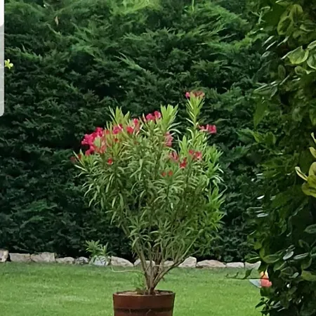 Fuered Deluxe Garden Lejlighed *