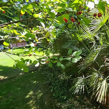 Apartment Fuered Deluxe Garden