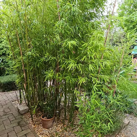 Füred Deluxe Garden *